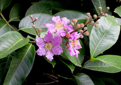 Banaba Extract (1% Corosolic Acid) (Lagerstroemia speciosa) (leaf)