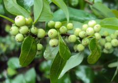 Guggul (Commiphora mukul)(resin)