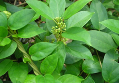 Gymnema Extract (Gymnema sylvestra)(leaf)